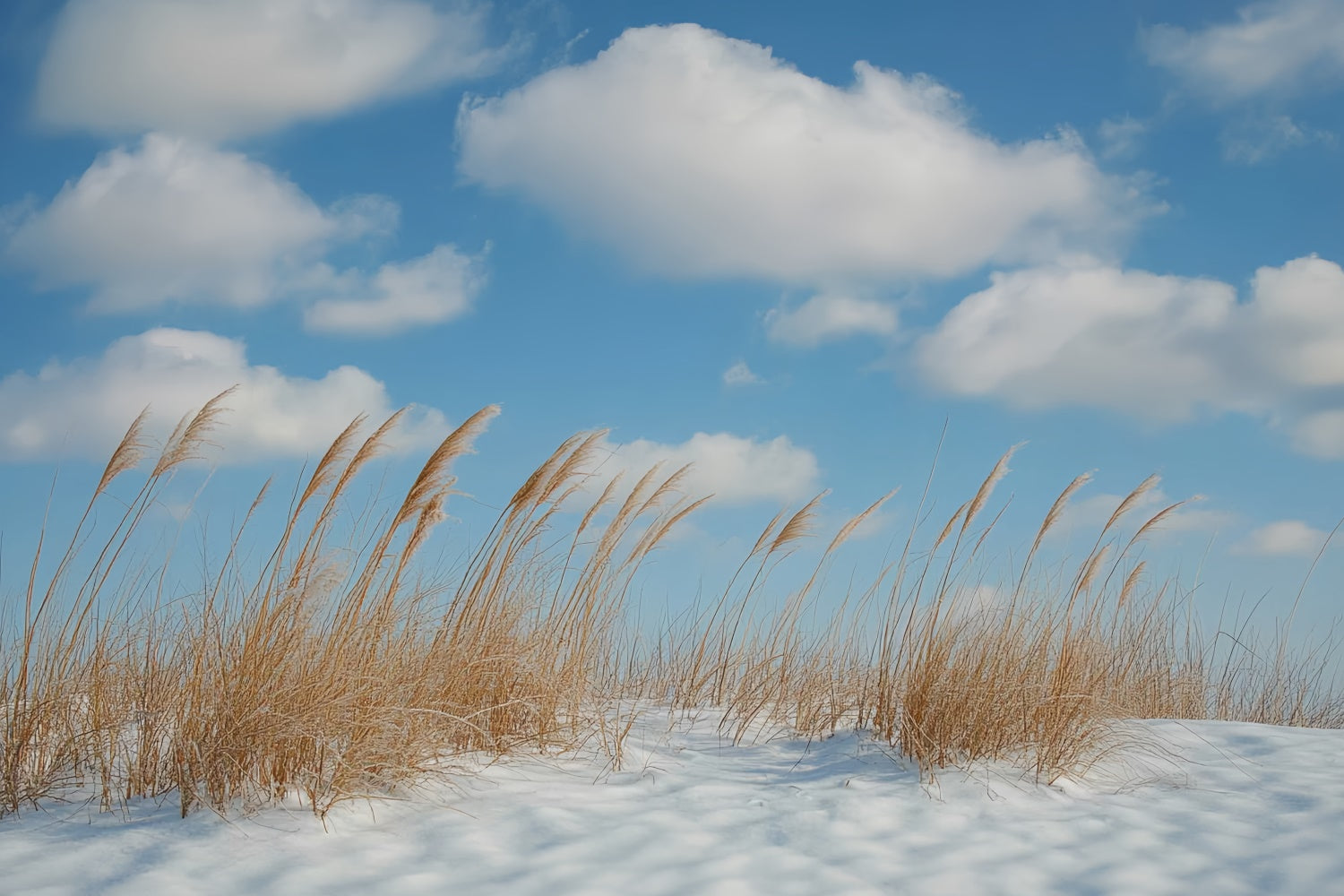 Winter Backdrops Meadow Breeze Blue Sky Backdrop UK CSH57-222