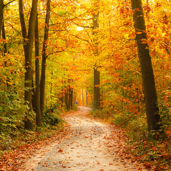 Autumn Backdrop UK Forest Landscape Yelllow Leaves Road for Photography F-169