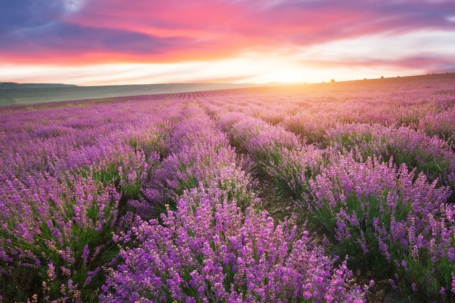 Purple Backdrop For Photography Sunset Lavender Rows Backdrop UK GQ4-22