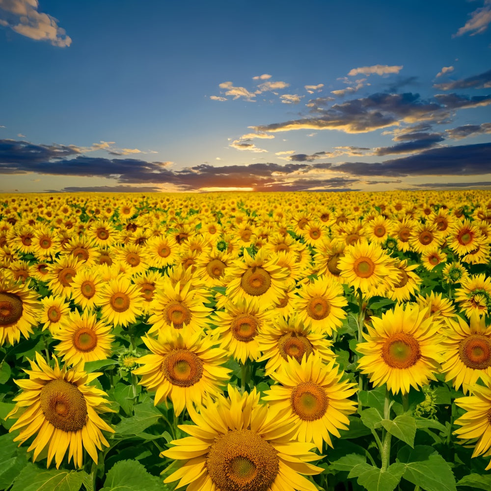 Sunflower Backdrops Golden Sunflower Sunset Field Summer Backdrop UK GTY3-381