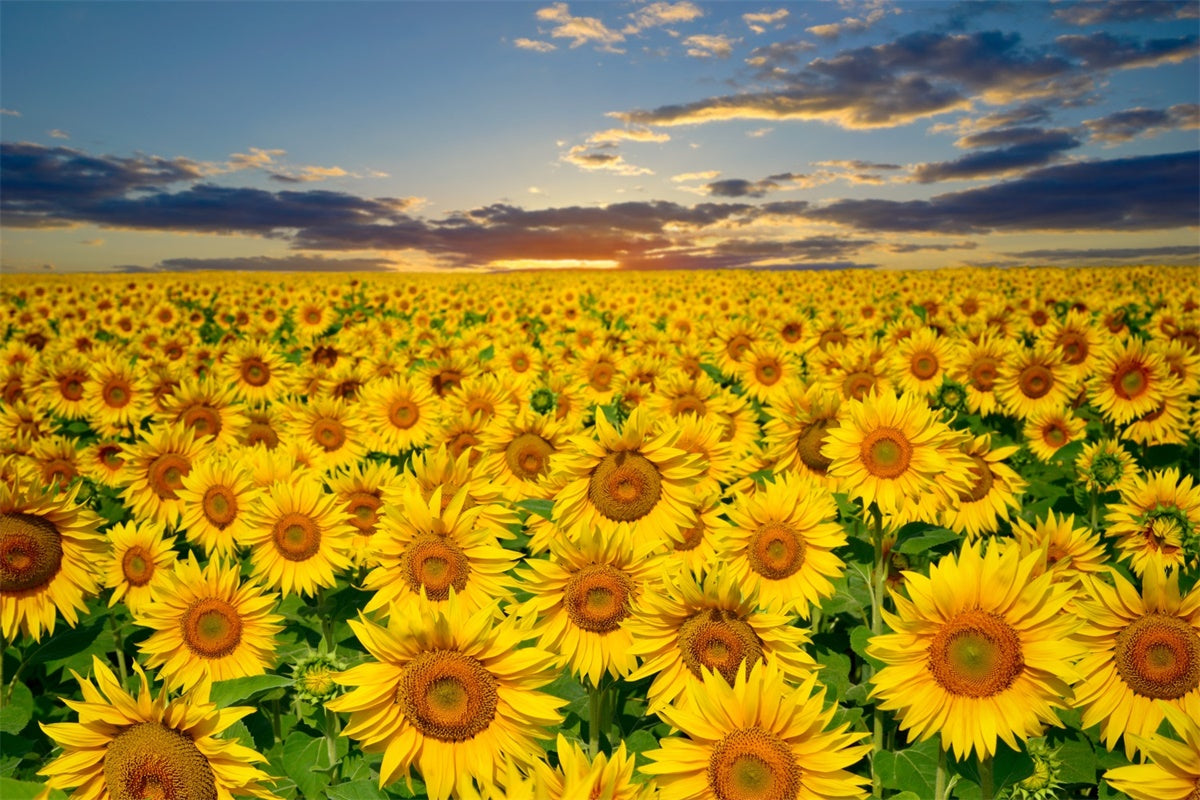 Sunflower Backdrops Golden Sunflower Sunset Field Summer Backdrop UK GTY3-381