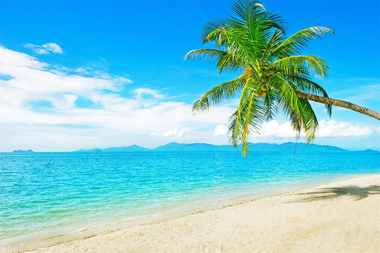 Ocean Sky Backdrop Sunny Beach Coconut Tree Backdrop UK LXX1-304