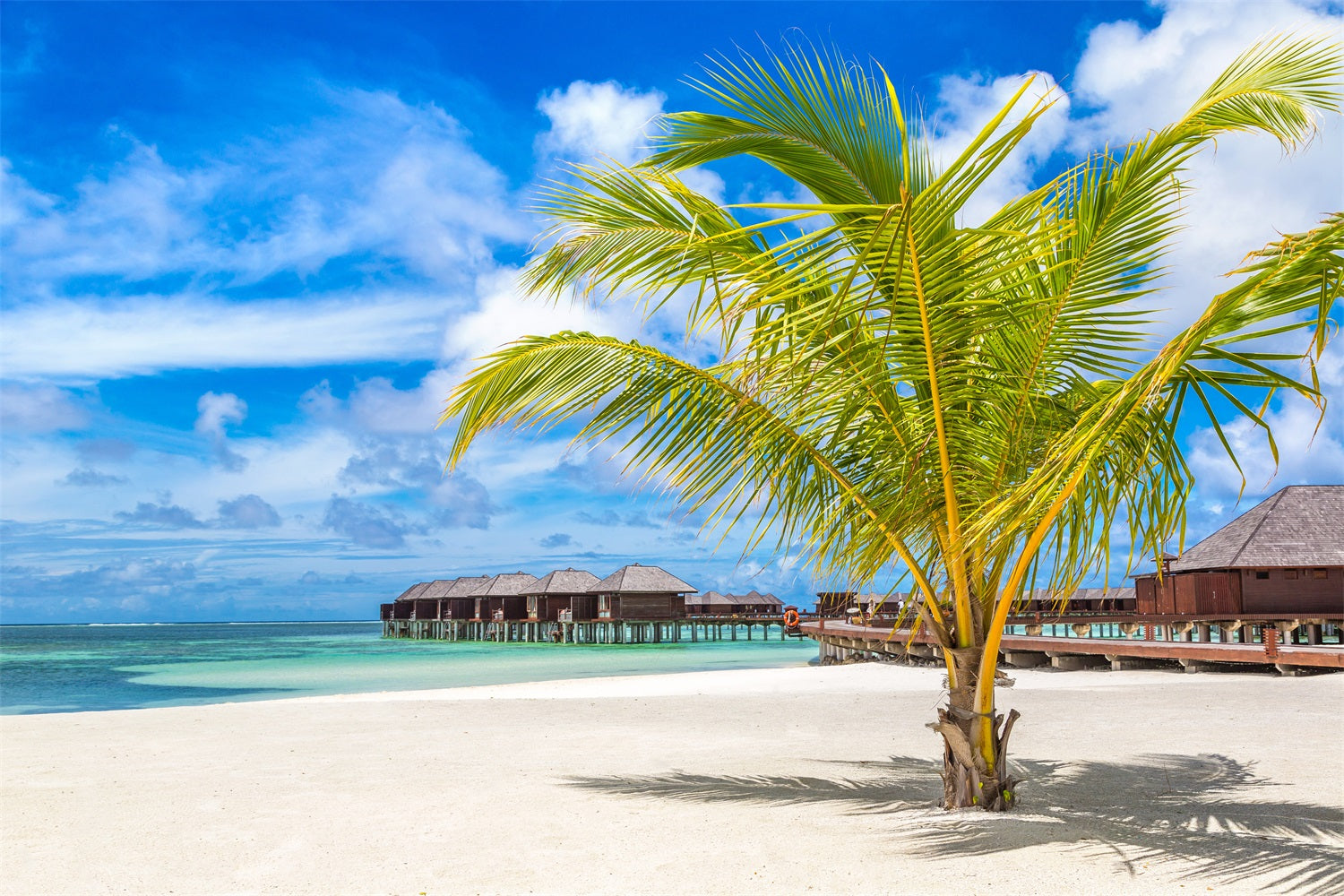 Sky Photography Backdrop Palm Tree Luxury Huts Backdrop UK LXX1-306