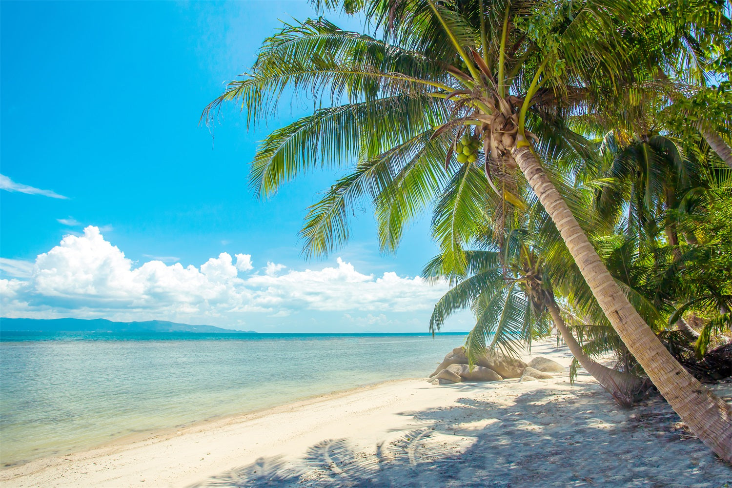 Cloudy Sky Backdrop Palm Tree Beach Landscape Backdrop UK LXX1-307