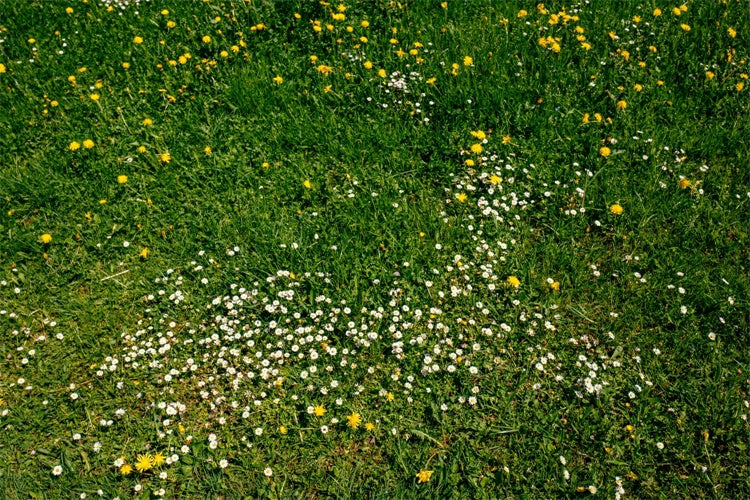 Photo Backdrop Floor Wildflower Meadow Green Floor Backdrop UK LXX2-228