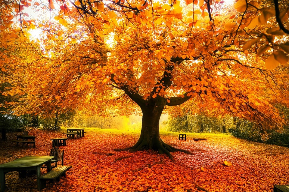 Autumn Leaves Backdrop Fall Canopy Backdrop Backdrop UK LXX57-177