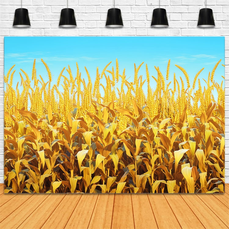 Fall Thanksgiving Backdrop Golden Grain Sky Scene Backdrop UK LXX57-330