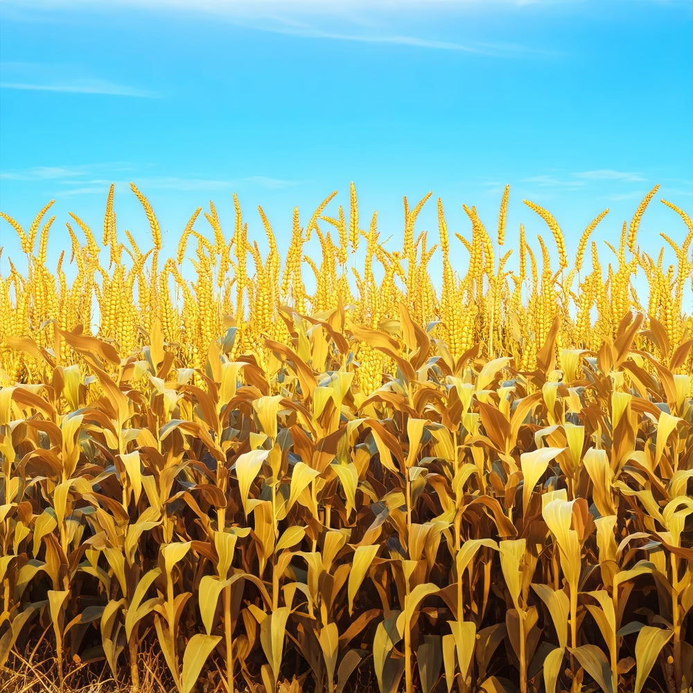 Fall Thanksgiving Backdrop Golden Grain Sky Scene Backdrop UK LXX57-330