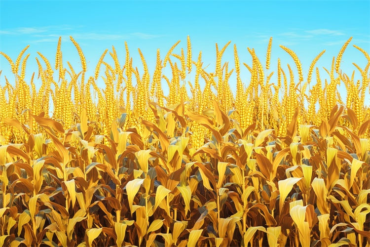 Fall Thanksgiving Backdrop Golden Grain Sky Scene Backdrop UK LXX57-330