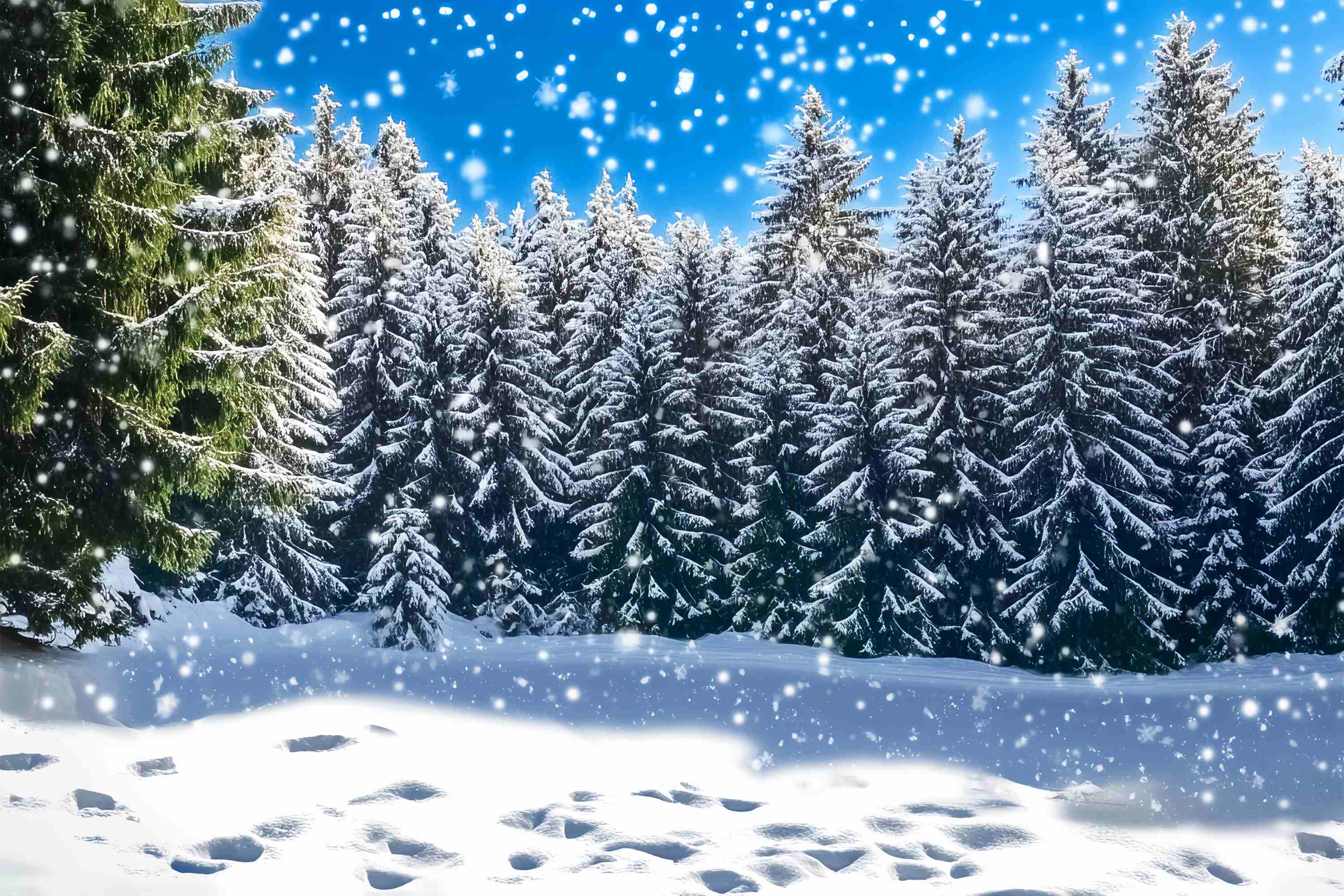 Christmas Tree Farm Backdrop Snowy Fir Forest Sparkle Scene Christmas Backdrop UK LXX58-88