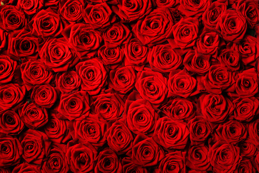 Flower Red Roses Backdrop for Photography UK M-60