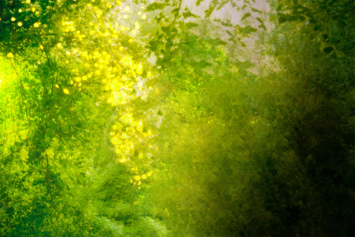 Spring Art Shade Of Green Interlaced Through Sunlight Backdrop M1-61