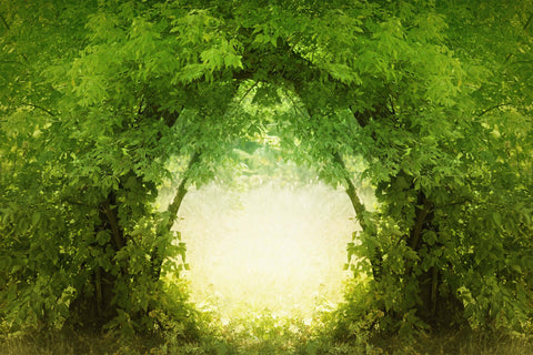 Natural Branches Deep In The Lush Forest Doorway Translucent Backdrop M1-76