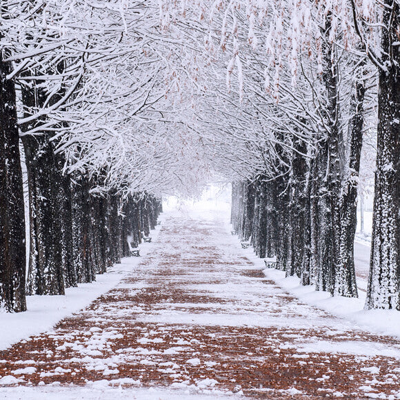 Winter Snowy Trees Walking Path Backdrop UK M10-08