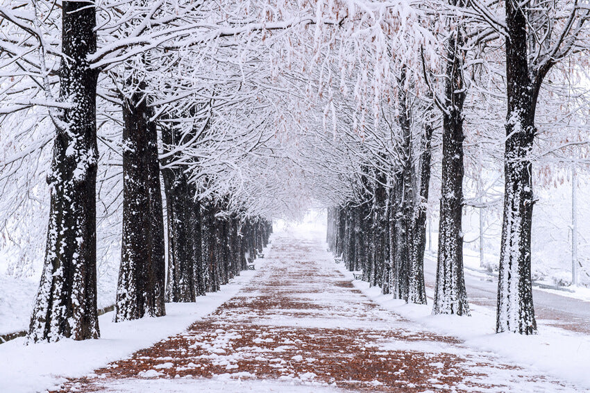 Winter Snowy Trees Walking Path Backdrop UK M10-08