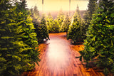Christmas Trees Farm Backdrop for Photography UK M10-13