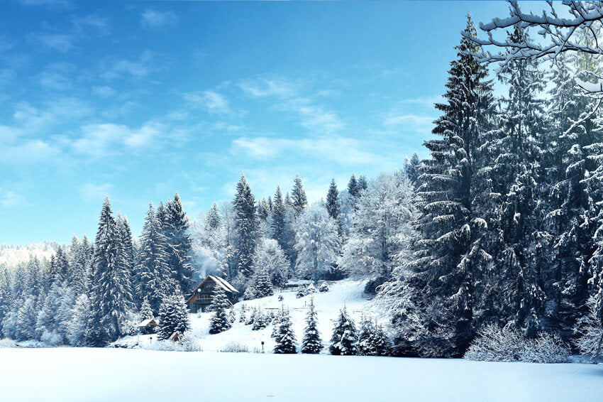 Winter Pine Tree Forest Snow Landscape Backdrop UK M10-66