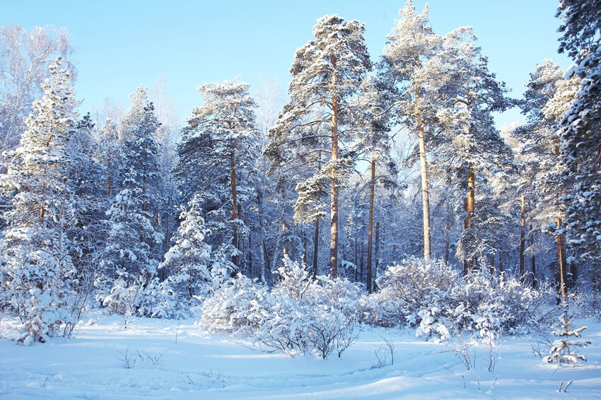 Winter Pine Forest Snow Wonderland Backdrop UK M10-73