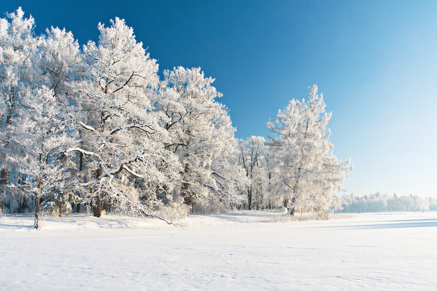 Snow Covered Winter Forest Photography Backdrop UK M10-74