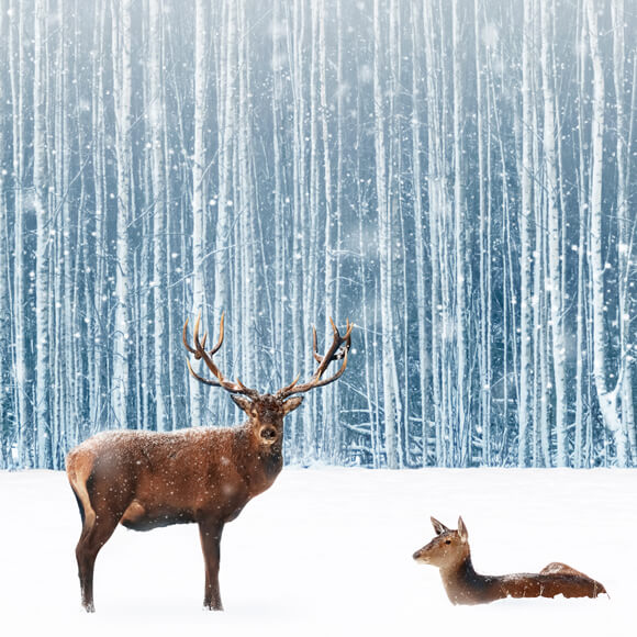 Snowy Winter Forest Deer Photography Backdrop UK M11-11