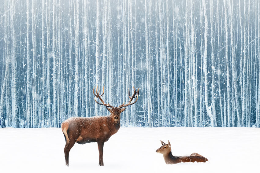 Snowy Winter Forest Deer Photography Backdrop UK M11-11