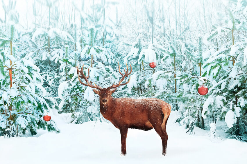 Noble Red Deer Winter Snow Forest Backdrop UK M11-14