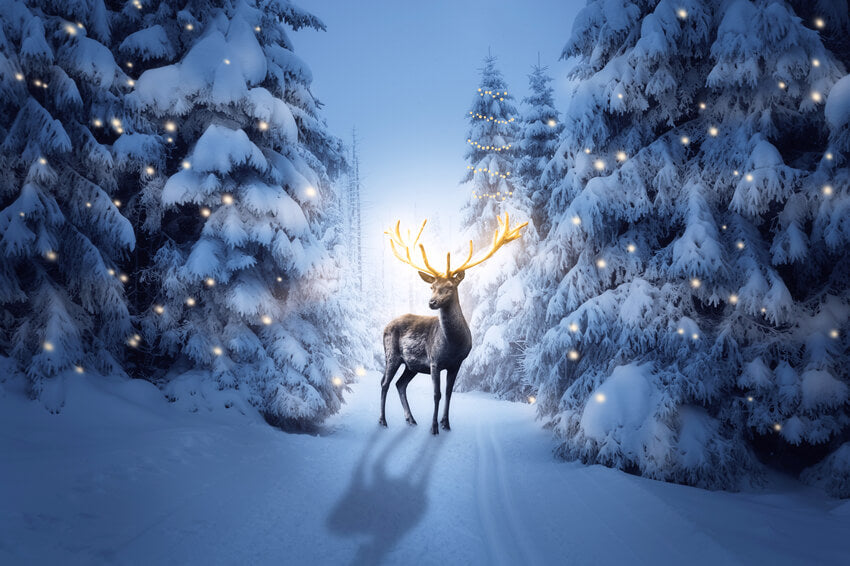 Winter Night Snowy Forest Deer Backdrop UK M11-15