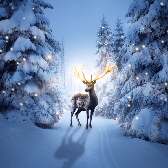 Winter Night Snowy Forest Deer Backdrop UK M11-15