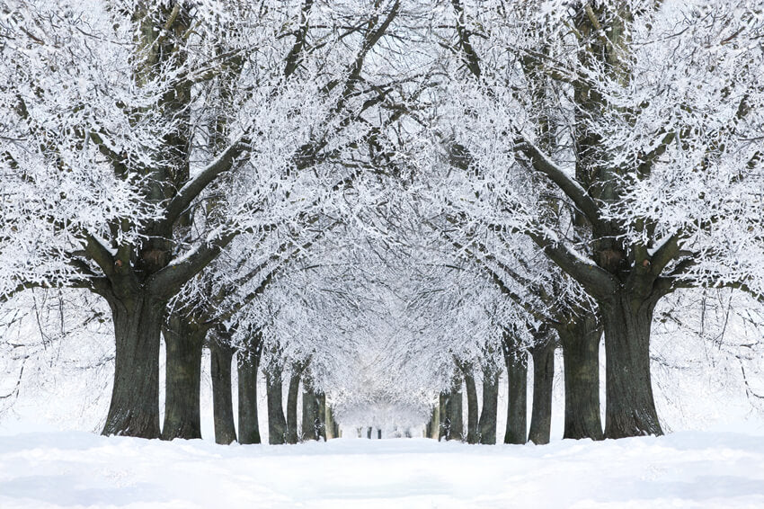 Winter Snowy Road Frozen Trees Backdrop UK M11-17