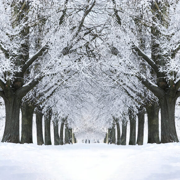 Winter Snowy Road Frozen Trees Backdrop UK M11-17