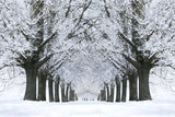 Winter Snowy Road Frozen Trees Backdrop UK M11-17
