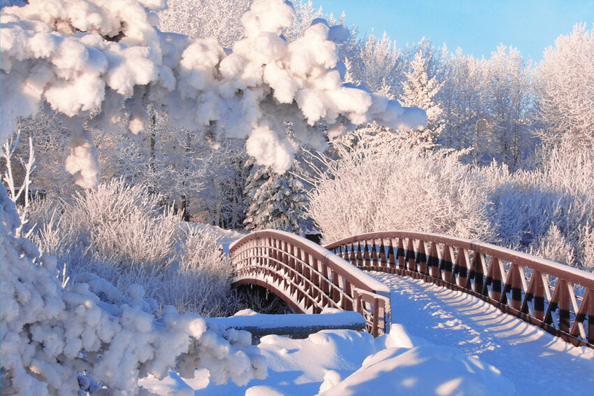 Winter Snow Pine Forest Bridge Backdrop UK M11-18