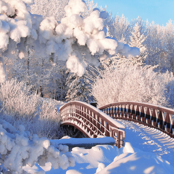 Winter Snow Pine Forest Bridge Backdrop UK M11-18