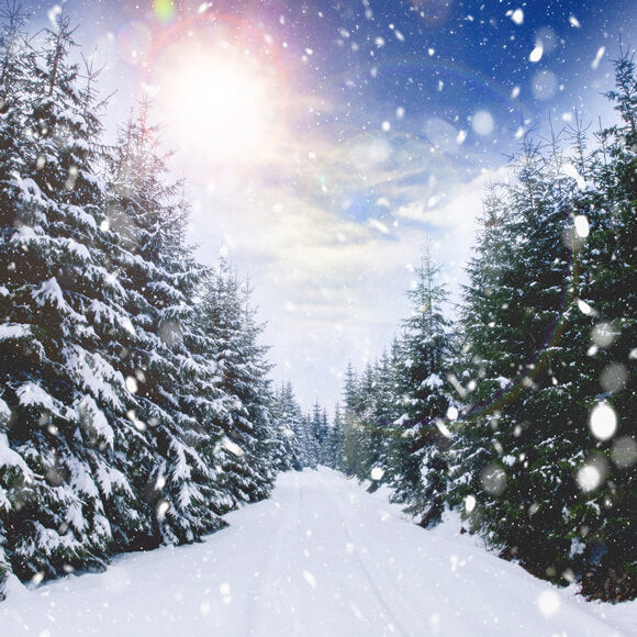 Winter Forest Snowfall Sunlight Landscape Backdrop UK M11-45