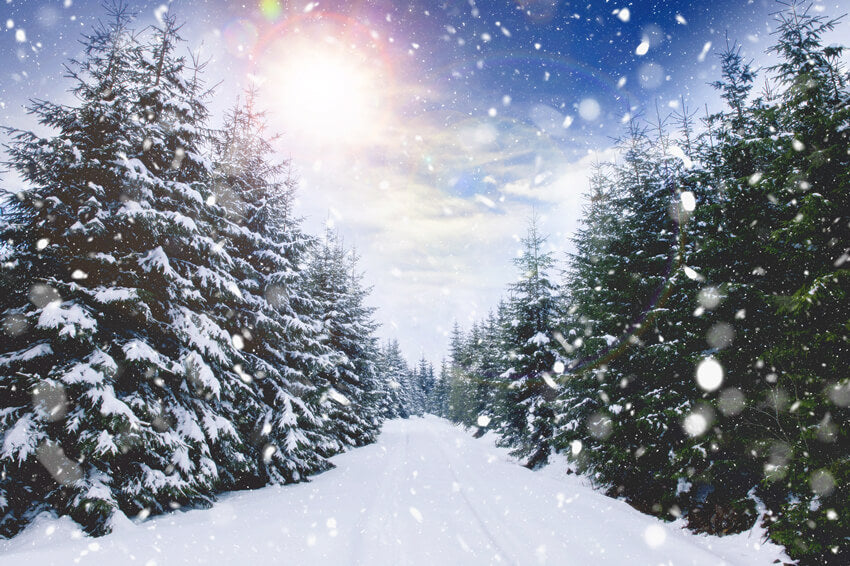 Winter Forest Snowfall Sunlight Landscape Backdrop UK M11-45