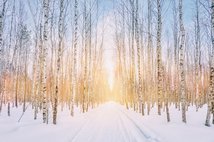 Winter Snowy Forest Park Sunshine Backdrop UK M11-47