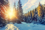 Winter Forest Snow Sunshine Scenery Backdrop UK M11-63