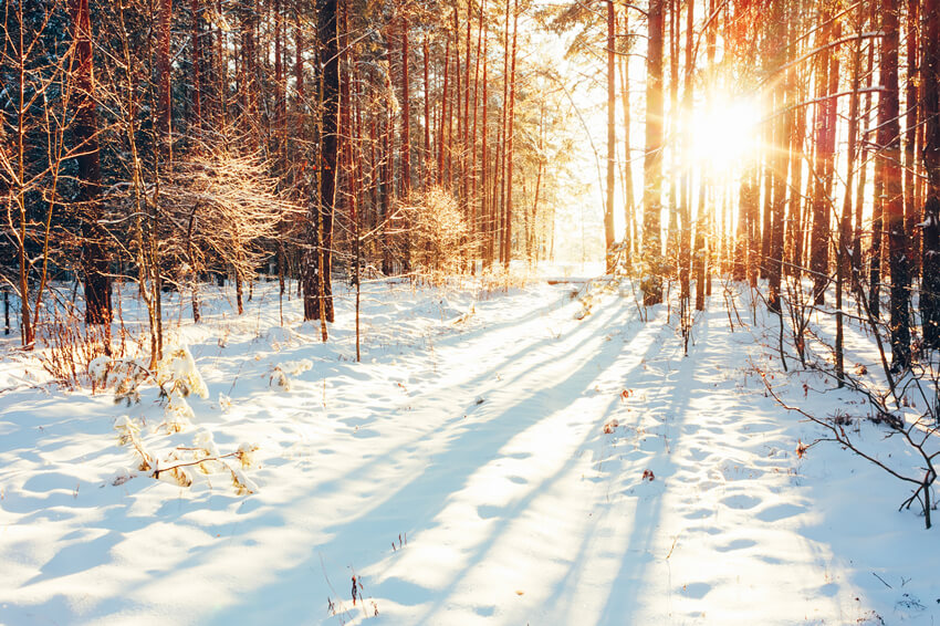 Winter Forest Path Sunlight Snow Backdrop UK M11-64