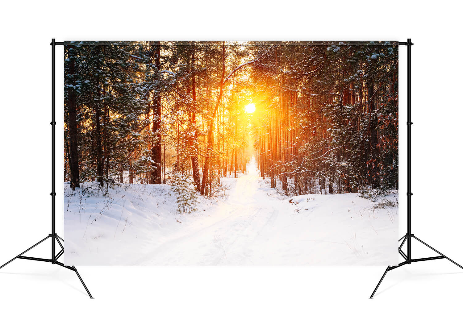 Winter Forest Sunrise Glow Landscape Backdrop UK M11-65