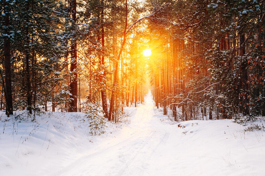 Winter Forest Sunrise Glow Landscape Backdrop UK M11-65