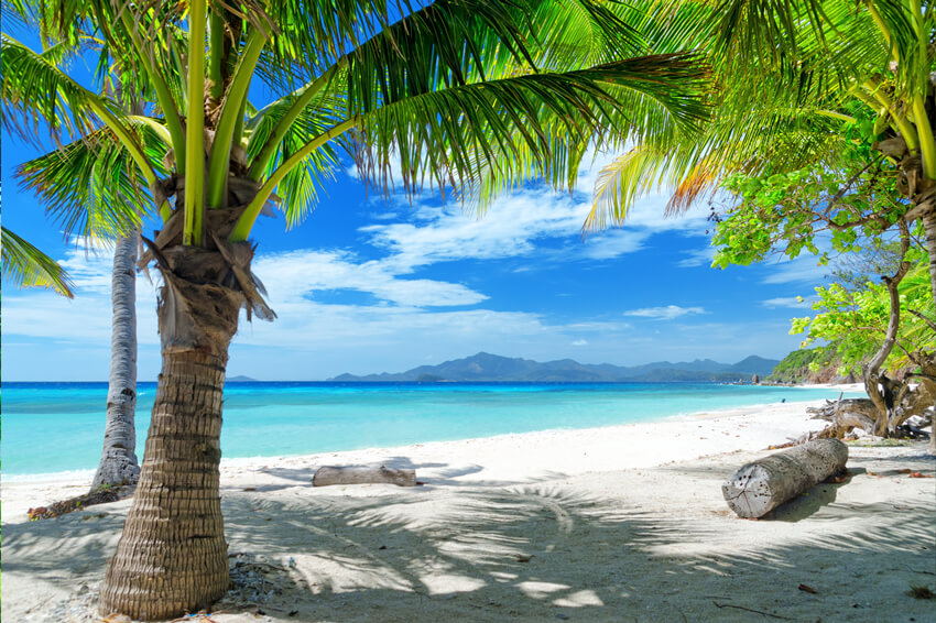 Summer Seaside Palm Trees Blue Sky Backdrop UK M5-116