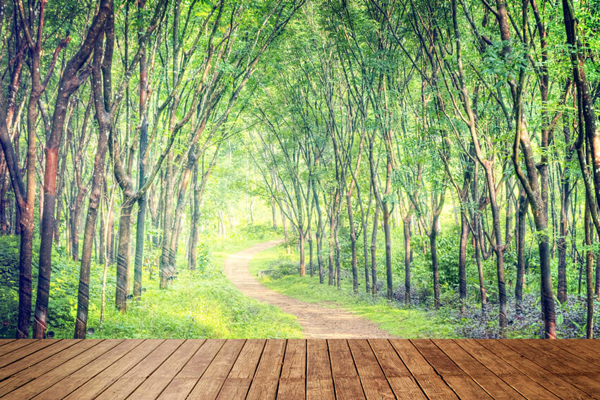 Enchanting Forest Lane Trees Wood Floor Backdrop UK M5-161