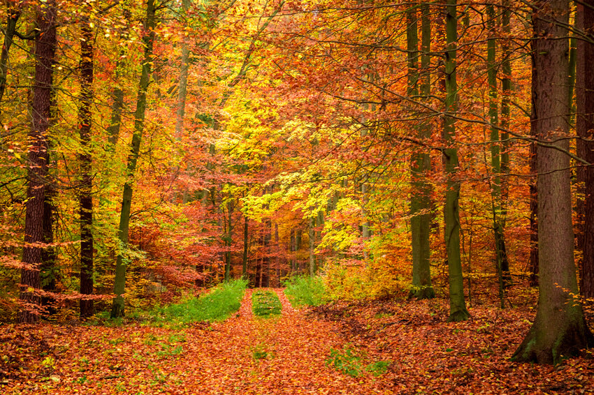 Autumn Forest Maple Trees Photography Backdrop UK M6-100