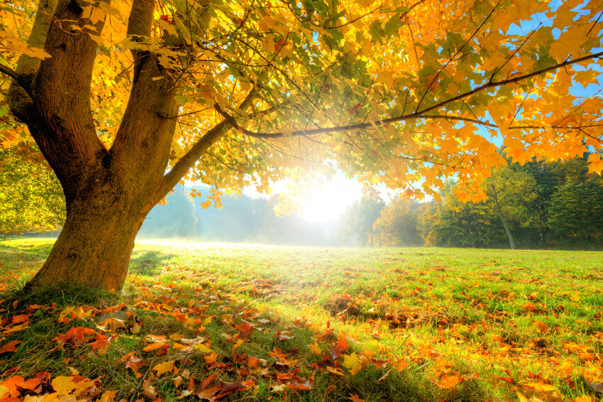 Maple Tree Autumn Scenery Photography Backdrop UK M6-102