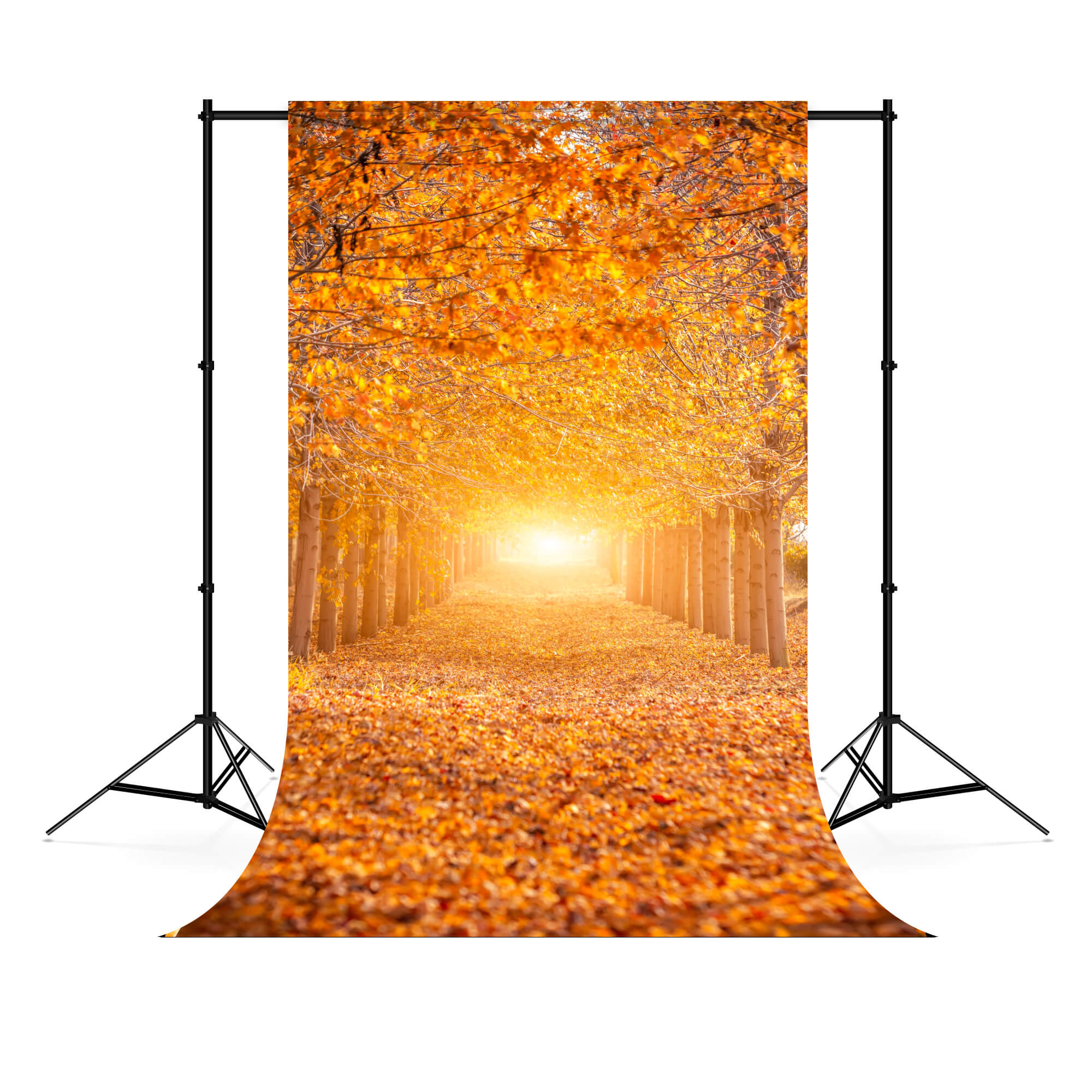 Autumn Forest Sunshine Maple Trees Backdrop UK M6-104