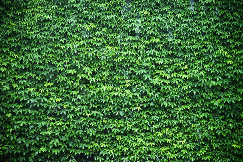 Green Ivy Wall Backdrop for Photo Booth UK M6-117