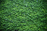 Green Ivy Wall Backdrop for Photo Booth UK M6-117