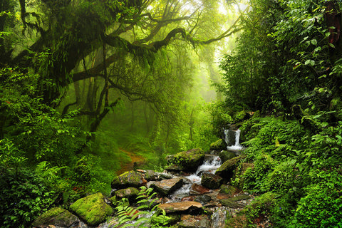 Jungle Forest Landscape Photo Booth Backdrop UK M6-121