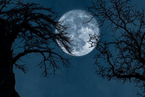 Glowing Moon Spooky Branches Halloween Backdrop UK M6-135