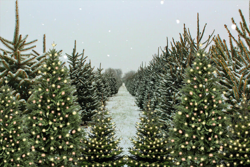 Christmas Tree Farm Winter Snow Backdrop UK M6-147